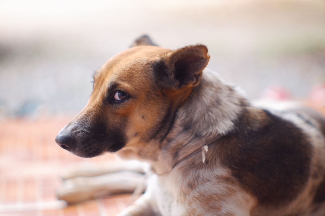 Iperplasia Prostatica nel cane, cos’è e come posso controllarla?